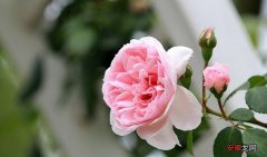 【月季】卡罗拉属于玫瑰还是月季？