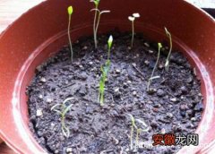 【种植方法】薰衣草的种植方法，薰衣草播种与扦插的繁殖步骤