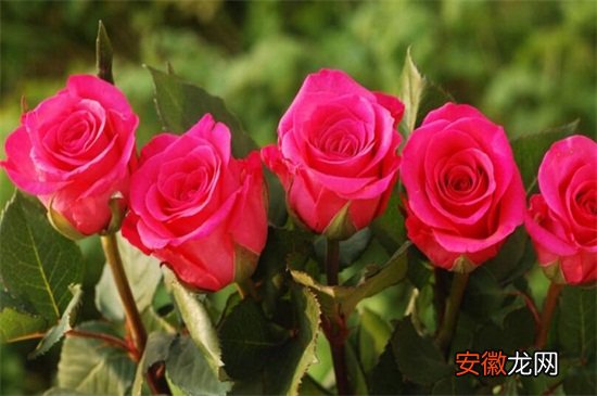 【玫瑰花】5支玫瑰花代表的意思有哪些？