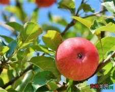 【吃】孕妇梦见吃苹果有什么说法 平安夜吃苹果的原因