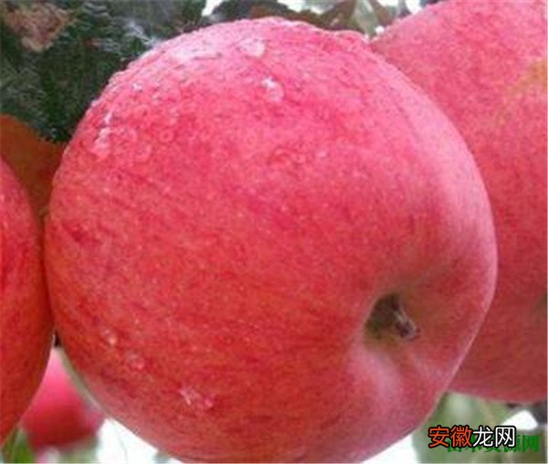 【吃】孕妇梦见吃苹果有什么说法 平安夜吃苹果的原因