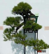 【松树】盆景松树图片大全集有哪些？