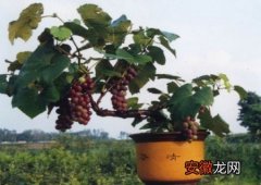 【盆栽】阳台盆栽葡萄技术有哪些？