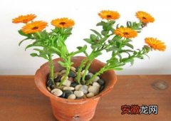 【种植】盆栽金盏菊的种植方法有哪些？