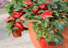 【辣椒】盆栽辣椒的种植方法有哪些？