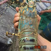 中华民族锦绣龙虾是保护动物吗 多少钱一斤