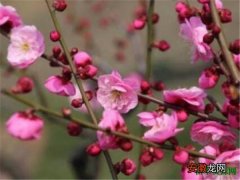 【梅花】梅花的精神和品质 关于梅花的诗句