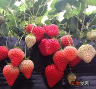 【叶子】草莓叶子蔫了怎么办 打蔫原因及补救方法