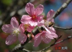 【花】樱花树叶子蔫了怎么办 打蔫原因及补救方法