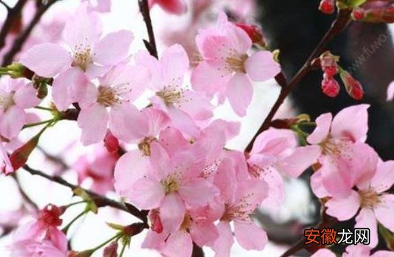 【花】樱花树叶子蔫了怎么办 打蔫原因及补救方法