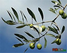 【象征意义】橄榄枝代表什么 橄榄枝的象征意义