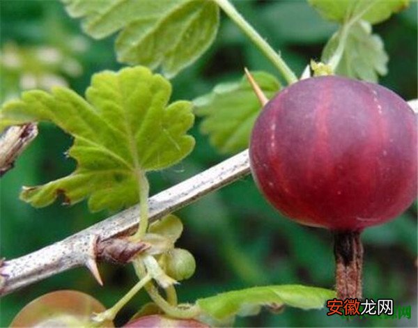 【多】鹅莓怎么吃 鹅莓果多少钱一斤