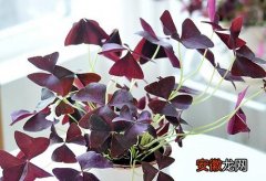 【叶子】紫色酢浆草烂叶子怎么回事 烂叶子原因及处理方