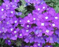 【花卉】紫色花卉有哪些 所有紫色花的名字和图片