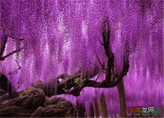【树】紫藤树苗几年开花 紫藤树养护要点