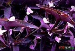 【作用】紫鸭跖草的功效与作用 紫鸭跖草怎么扦插