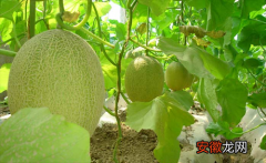 新疆哈密瓜的种植技术 如何选择及价钱