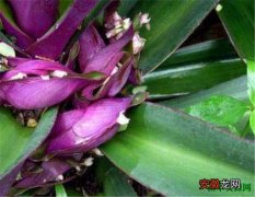 【功效】蚌花的功效与作用禁忌 紫背万年青的养殖方法和注意事项