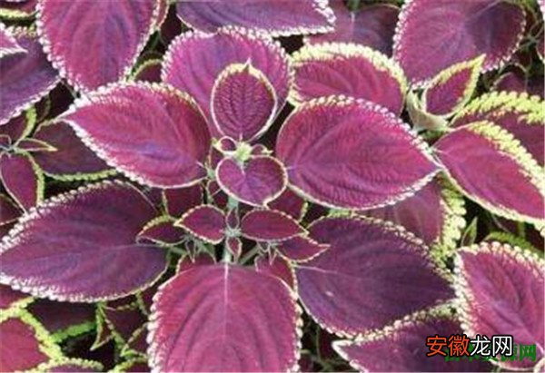 【植物】紫苏是什么植物图片 紫苏种子种植方法
