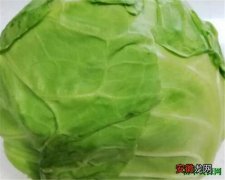【吃】圆白菜怎么做好吃 圆白菜的做法大全