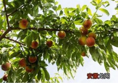 【桃树】桃树落果是什么原因造成的