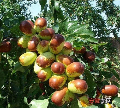 【树】枣树落果是什么原因造成的
