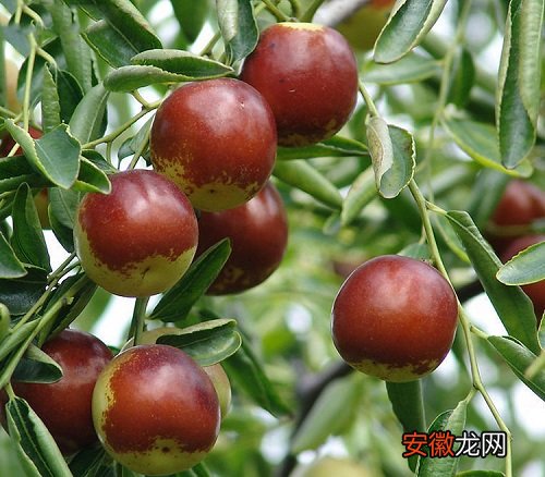 【树】枣树落果是什么原因造成的