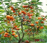 【树】柿子树落果是什么原因造成的