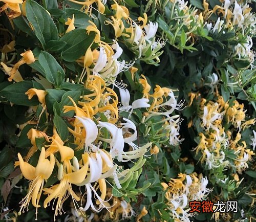 【花】金银花病虫害防治技术 常见防治方法与措施