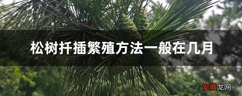 【扦插】松树扦插繁殖方法一般在几月