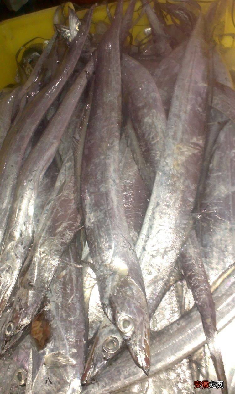 市场上大量流通的带鱼，为什么很少见到有活的带鱼呢