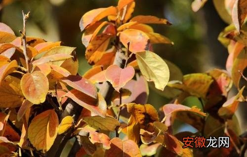 【树】海棠树叶子发黄怎么办 发黄原因与处理方法
