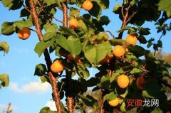 【树】杏树打什么药长得好又高产