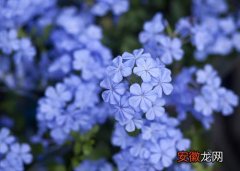 【花】蓝雪花冬天落叶吗 冬季掉叶是怎么回事