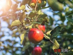 【苹果树】苹果树打什么药长得好又高产