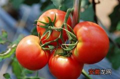 【高产】西红柿打什么药长得好又高产