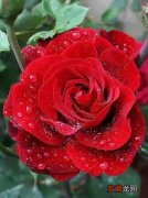 紫玫瑰代表浪漫爱情