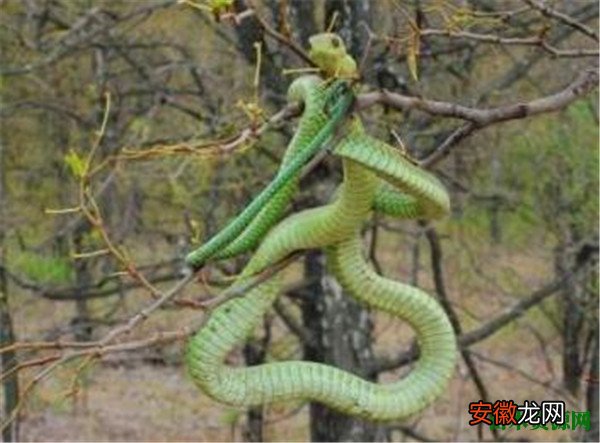 【吃】非洲蛇树为什么吃人 非洲蛇树真的存在吗