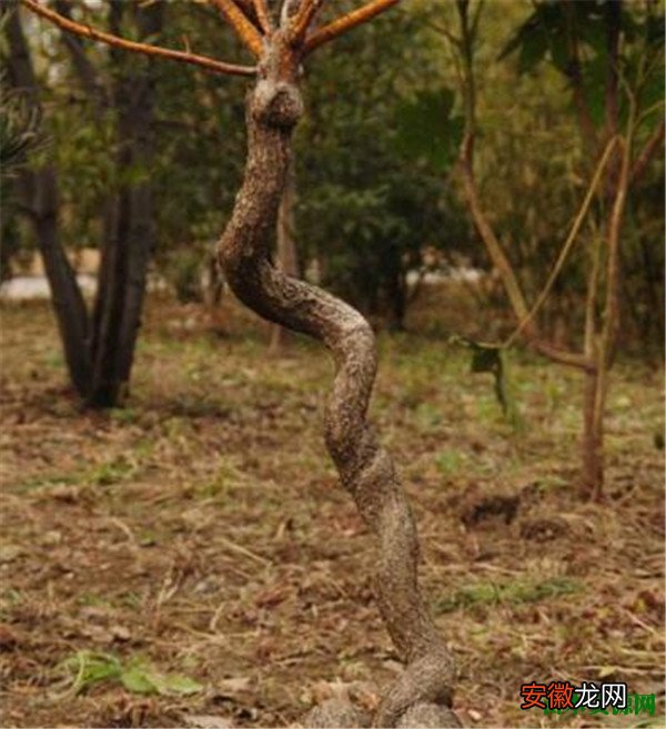 【吃】非洲蛇树为什么吃人 非洲蛇树真的存在吗