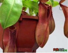 【植物】奇异猪笼草有什么特别的吗 奇异猪笼草是保护植物吗
