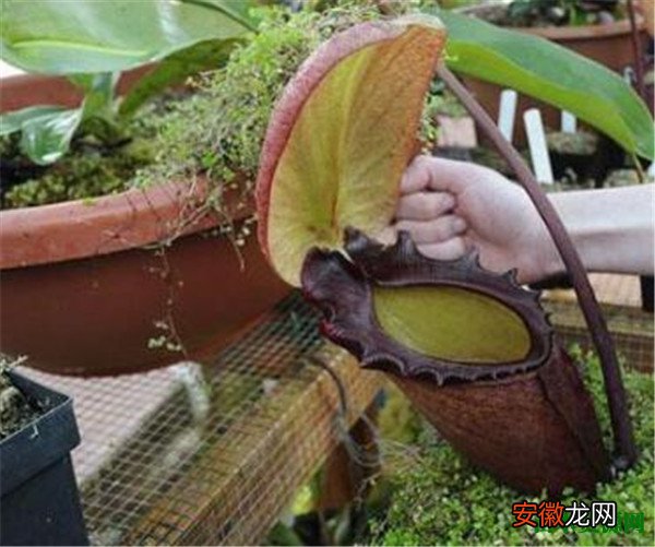 【繁殖】马来王猪笼草怎么养 猪笼草如何繁殖