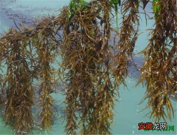 【多】马尾藻的吃法有哪些 马尾藻吃多了有坏处吗