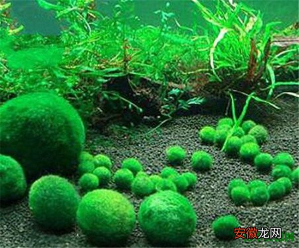 【养殖方法】绿藻球是什么 绿藻球的养殖方法