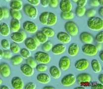 【植物】衣藻是动物还是植物 衣藻是藻类植物吗