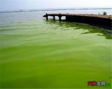 【图片】太湖蓝藻爆发事件图片资料介绍 蓝藻是什么