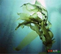 【作用】海藻的功效与作用 海藻面膜怎么敷敷多久