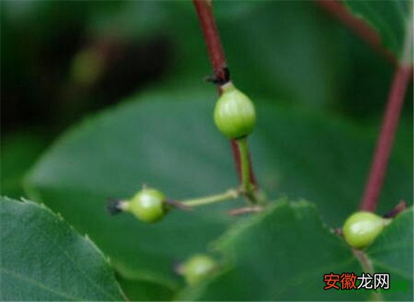 【产地】藤枣怎么吃产地哪里 藤枣种植技术