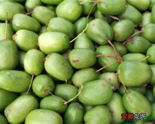 【种植】圆枣子树的种植和管理 圆枣子几年结果