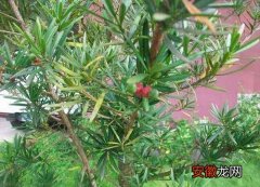 【介壳虫】红豆杉介壳虫用什么药管用 治疗措施与防治方法