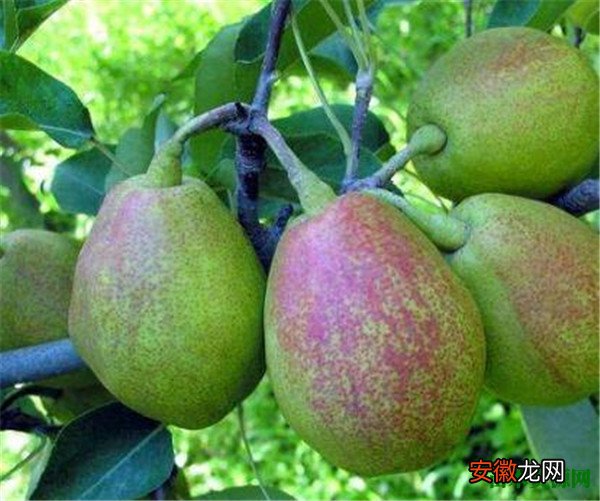 【梨】库尔勒香梨多少钱一斤 香梨的功效与作用禁忌